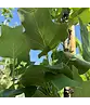 Säulen-Tulpenbaum 'Fastigiatum' | Liriodendron tulipifera 'Fastigiatum'