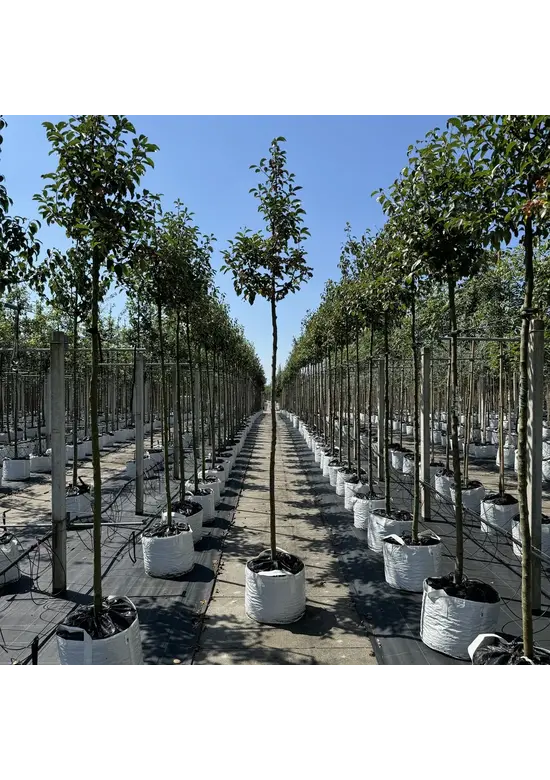 Zierapfel ‘Braendkjaer’ | Malus ‘Braendkjaer’