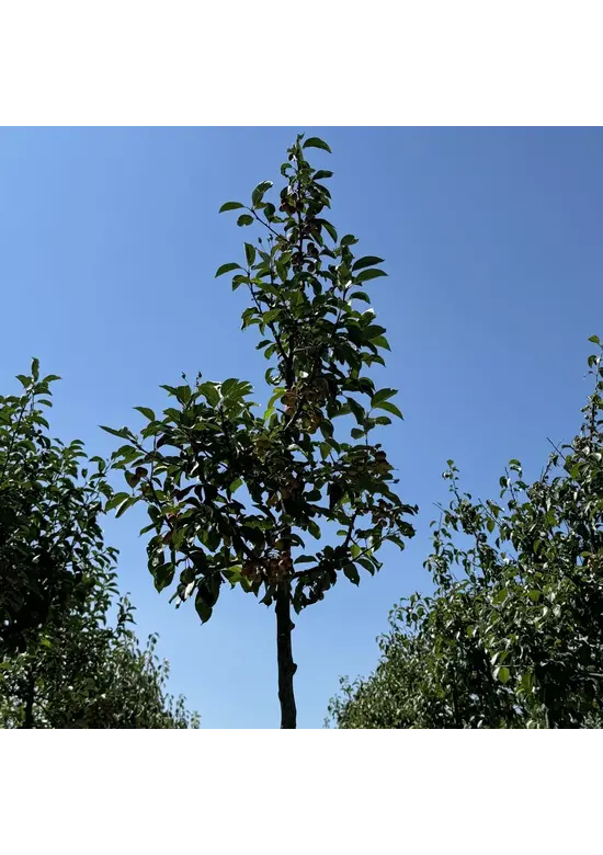 Zierapfel ‘Braendkjaer’ | Malus ‘Braendkjaer’