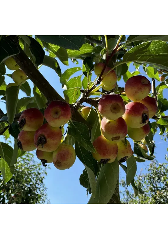 Zierapfel ‘Braendkjaer’ | Malus ‘Braendkjaer’