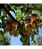Zierapfel ‘Braendkjaer’ | Malus ‘Braendkjaer’