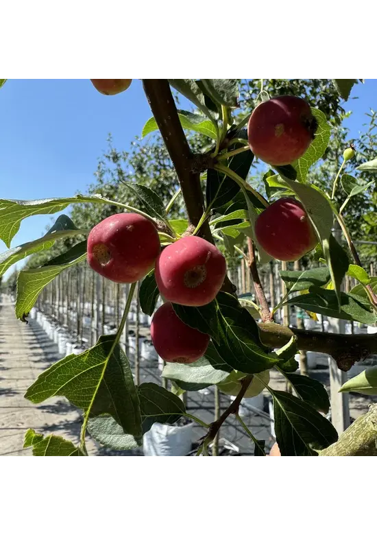 Zierapfel ‘Braendkjaer’ | Malus ‘Braendkjaer’