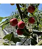 Zierapfel ‘Braendkjaer’ | Malus ‘Braendkjaer’