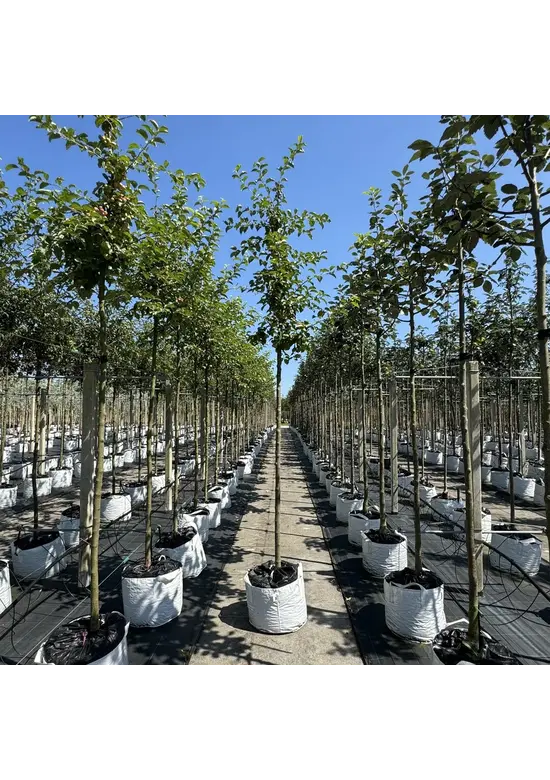 Zierapfel 'Butterball' | Malus 'Butterball'