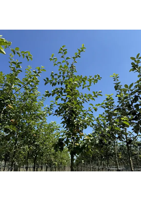 Zierapfel 'Butterball' | Malus 'Butterball'