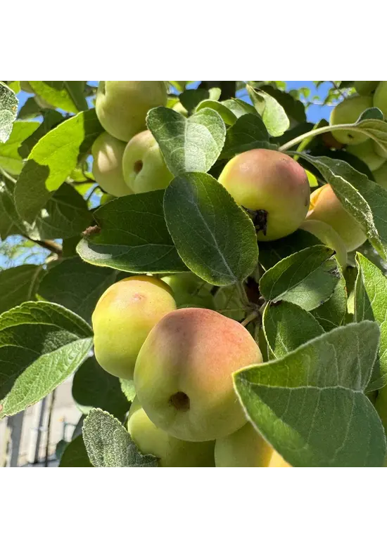 Zierapfel 'Butterball' | Malus 'Butterball'