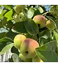 Zierapfel 'Butterball' | Malus 'Butterball'