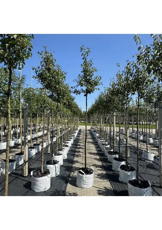 Zierapfel 'Evereste' | Malus 'Evereste'