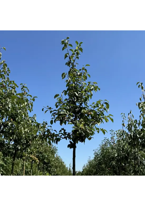 Zierapfel 'Evereste' | Malus 'Evereste'