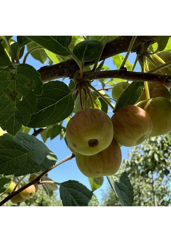 Zierapfel 'Evereste' | Malus 'Evereste'