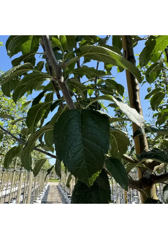 Zierapfel 'Evereste' | Malus 'Evereste'