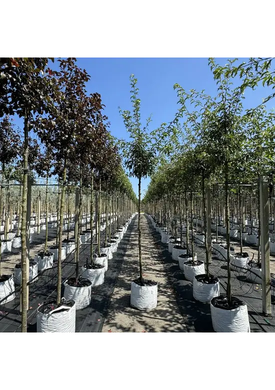 Toringo-Apfel 'Brouwers Beauty' | Malus toringo 'Brouwers Beauty'