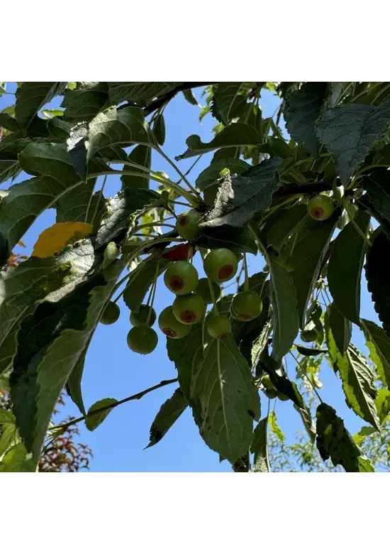 Toringo-Apfel 'Brouwers Beauty' | Malus toringo 'Brouwers Beauty'