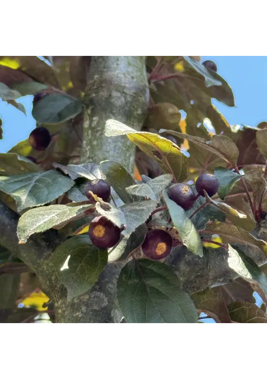 Toringo-Apfel 'Scarlett' | Malus toringo 'Scarlett'