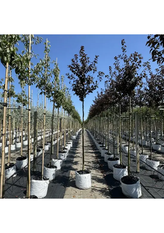 Toringo-Apfel 'Scarlett' | Malus toringo 'Scarlett'