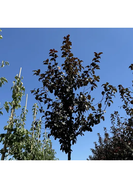 Toringo-Apfel 'Scarlett' | Malus toringo 'Scarlett'