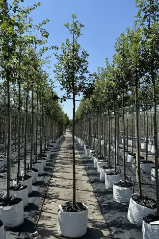 Dreilappiger Zierapfel | Malus trilobata