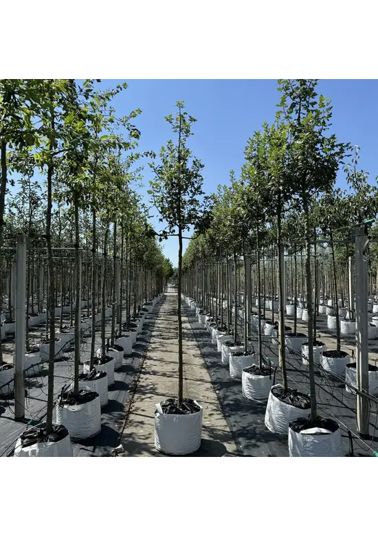 Dreilappiger Zierapfel | Malus trilobata