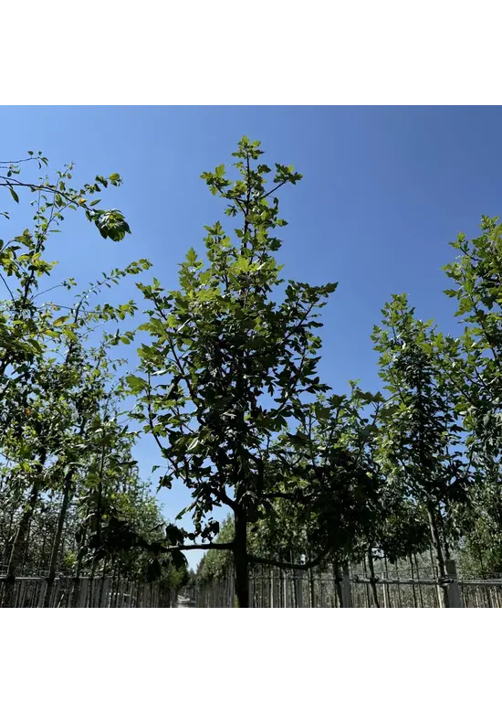 Dreilappiger Zierapfel | Malus trilobata