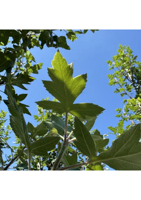 Dreilappiger Zierapfel | Malus trilobata