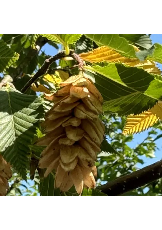 Gewöhnliche Hopfenbuche - Europäische Hopfenbuche | Ostrya carpinifolia
