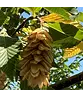 Gewöhnliche Hopfenbuche - Europäische Hopfenbuche | Ostrya carpinifolia