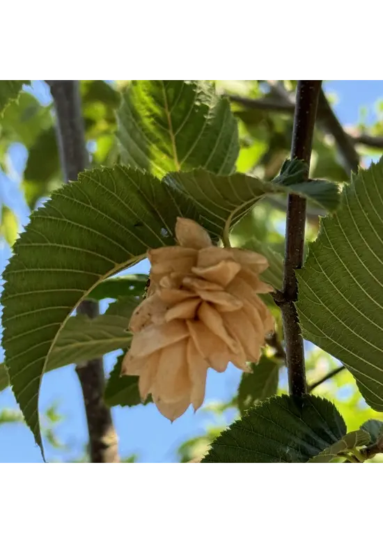 Gewöhnliche Hopfenbuche - Europäische Hopfenbuche | Ostrya carpinifolia