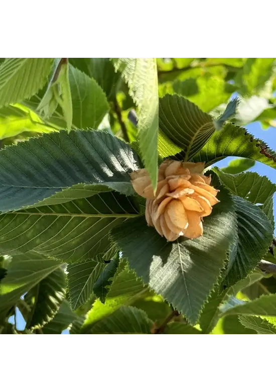 Gewöhnliche Hopfenbuche - Europäische Hopfenbuche | Ostrya carpinifolia