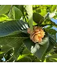 Gewöhnliche Hopfenbuche - Europäische Hopfenbuche | Ostrya carpinifolia