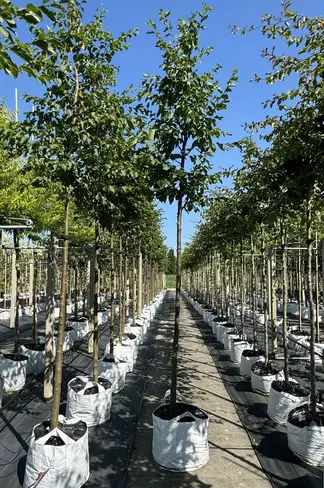 Gewöhnliche Hopfenbuche - Europäische Hopfenbuche | Ostrya carpinifolia