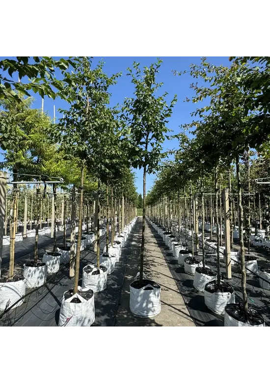 Gewöhnliche Hopfenbuche - Europäische Hopfenbuche | Ostrya carpinifolia