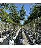 Gewöhnliche Hopfenbuche - Europäische Hopfenbuche | Ostrya carpinifolia