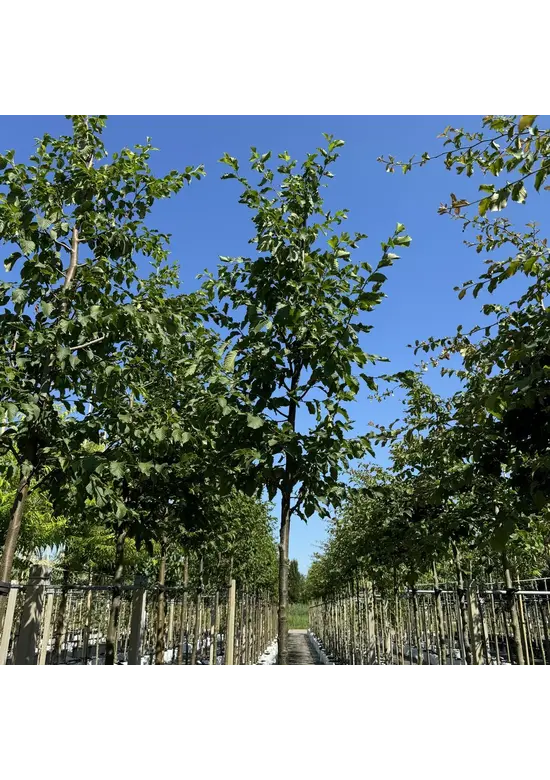 Gewöhnliche Hopfenbuche - Europäische Hopfenbuche | Ostrya carpinifolia
