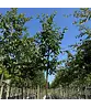 Gewöhnliche Hopfenbuche - Europäische Hopfenbuche | Ostrya carpinifolia