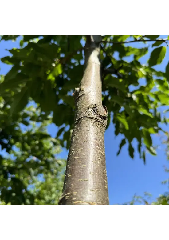 Gewöhnliche Hopfenbuche - Europäische Hopfenbuche | Ostrya carpinifolia