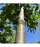 Gewöhnliche Hopfenbuche - Europäische Hopfenbuche | Ostrya carpinifolia