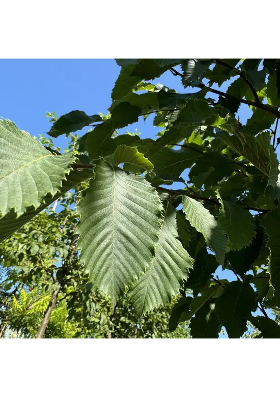 Gewöhnliche Hopfenbuche - Europäische Hopfenbuche | Ostrya carpinifolia