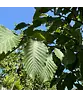 Gewöhnliche Hopfenbuche - Europäische Hopfenbuche | Ostrya carpinifolia