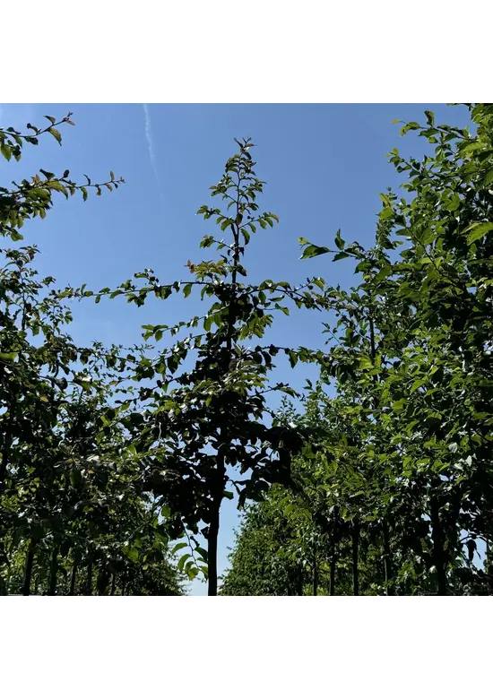 Eisenholzbaum 'Vanessa' | Parrotia persica 'Vanessa'