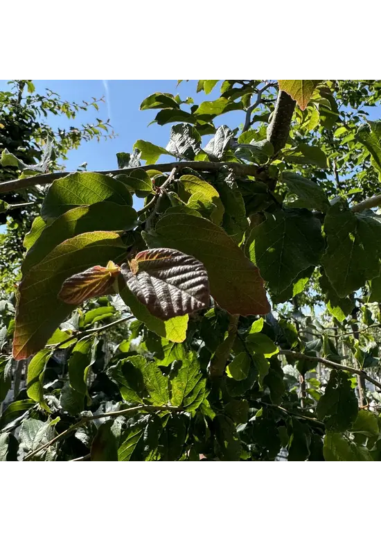 Eisenholzbaum 'Vanessa' | Parrotia persica 'Vanessa'
