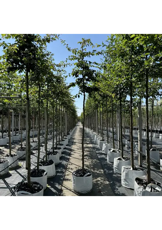 Eisenholzbaum 'Vanessa' | Parrotia persica 'Vanessa'