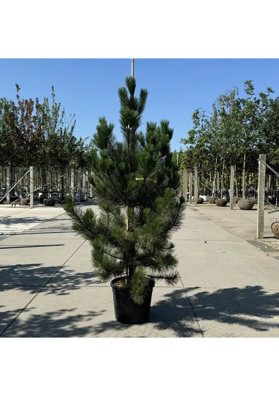 Österreichische Schwarz-Kiefer | Pinus nigra nigra