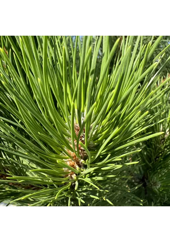 Österreichische Schwarz-Kiefer | Pinus nigra nigra