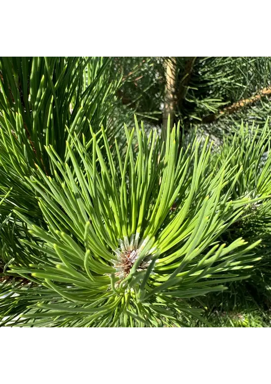 Österreichische Schwarz-Kiefer | Pinus nigra nigra