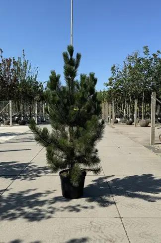 Österreichische Schwarz-Kiefer | Pinus nigra nigra