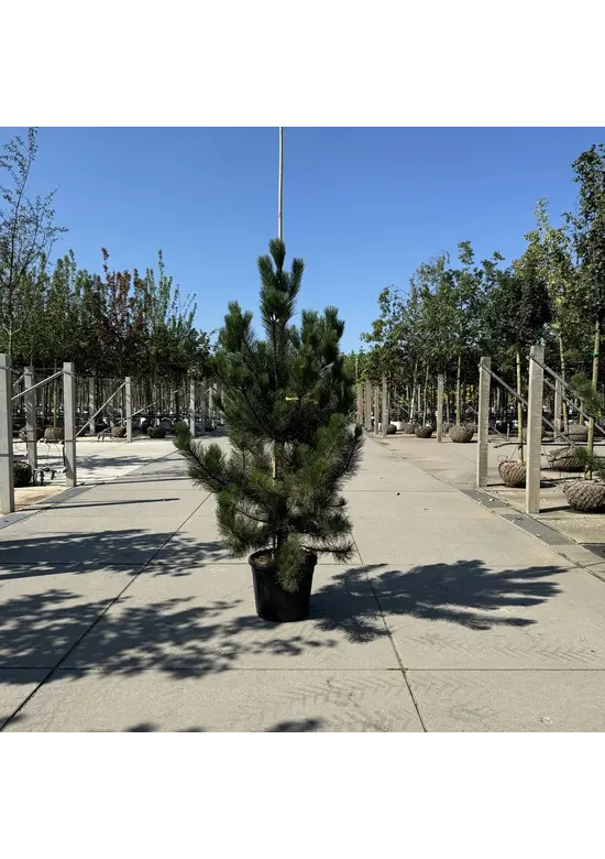 Österreichische Schwarz-Kiefer | Pinus nigra nigra