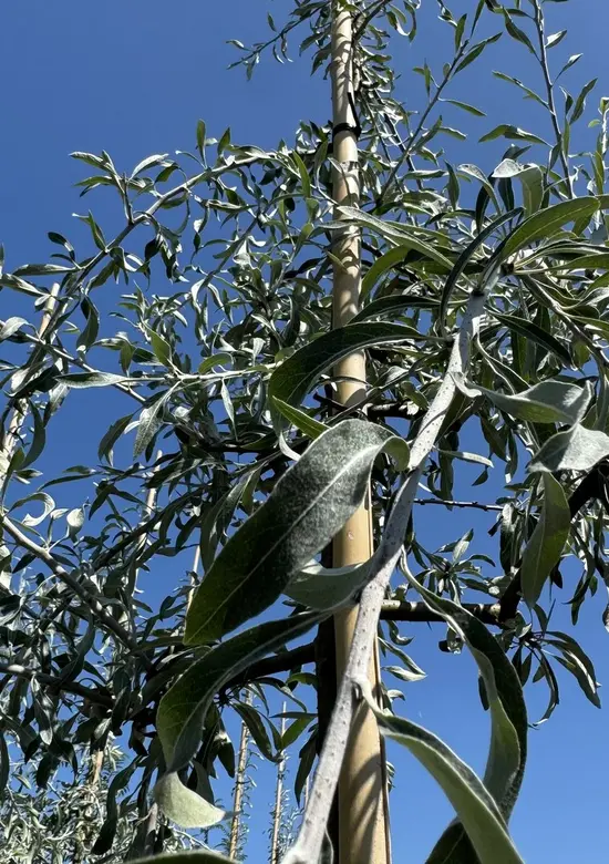 Weidenblttrige Birne Pendula Hochstamm | 3 J. Garantie - Venovi