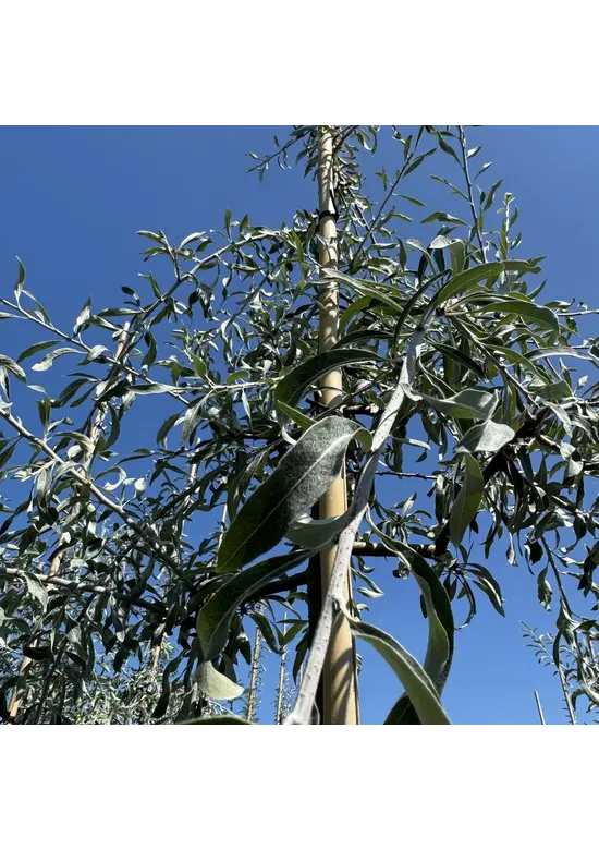 Weidenblättrige Birne Hochstamm | Pyrus salicifolia 'Pendula'