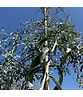 Weidenblättrige Birne Hochstamm | Pyrus salicifolia 'Pendula'
