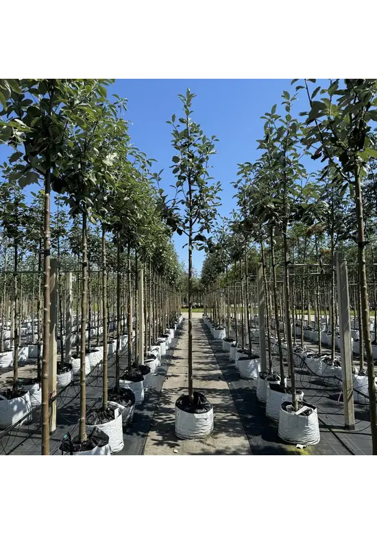Großlaubige Mehlbeere 'Magnifica' | Sorbus aria 'Magnifica'